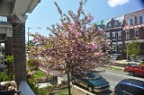 Kwanzan Cherry Tree 2011 02